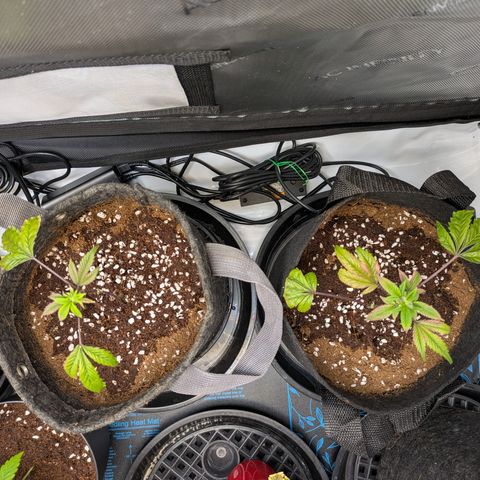 Fortune Cookie X Do-si-do #6 growlog timeline photo