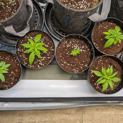 Hella Jelly #1 growlog timeline photo