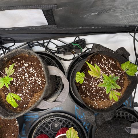Fortune Cookie X Do-si-do #6 growlog timeline photo