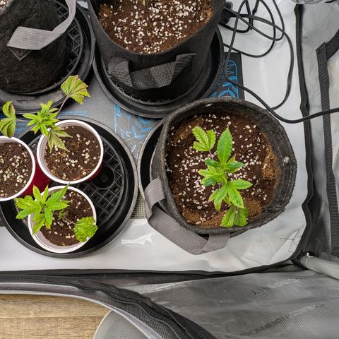 Fortune Cookie X Do-si-do #6 growlog timeline photo