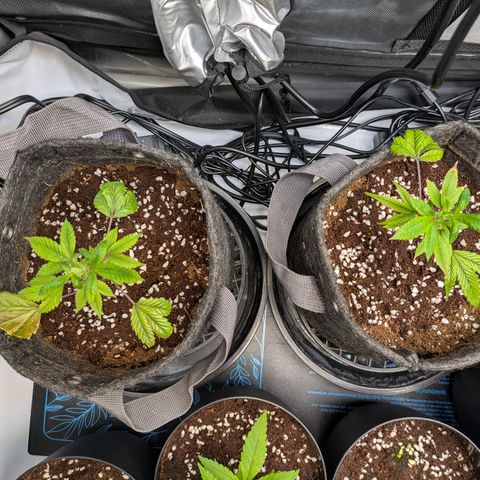Fortune Cookie X Do-si-do #6 growlog timeline photo
