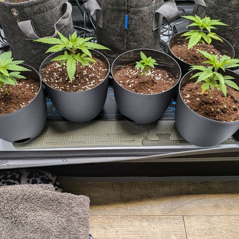 Hella Jelly #1 growlog timeline photo