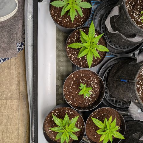 Hella Jelly #1 growlog timeline photo