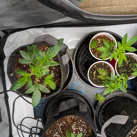 Fortune Cookie X Do-si-do #6 growlog timeline photo