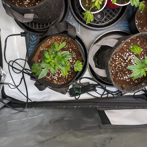 Fortune Cookie X Do-si-do #6 growlog timeline photo