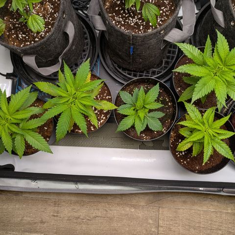 Hella Jelly #1 growlog timeline photo