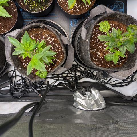 Fortune Cookie X Do-si-do #6 growlog timeline photo