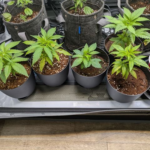 Hella Jelly #1 growlog timeline photo