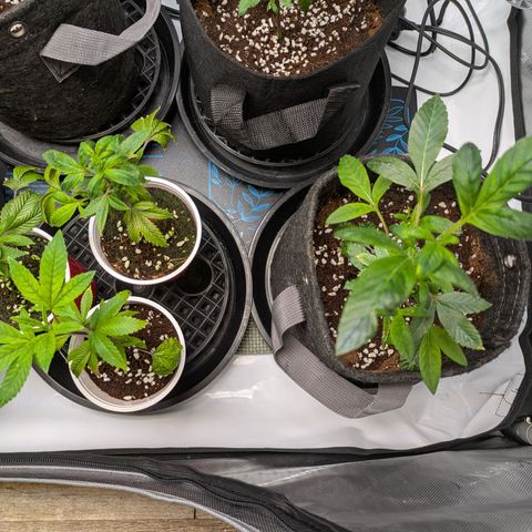 Fortune Cookie X Do-si-do #6 growlog timeline photo