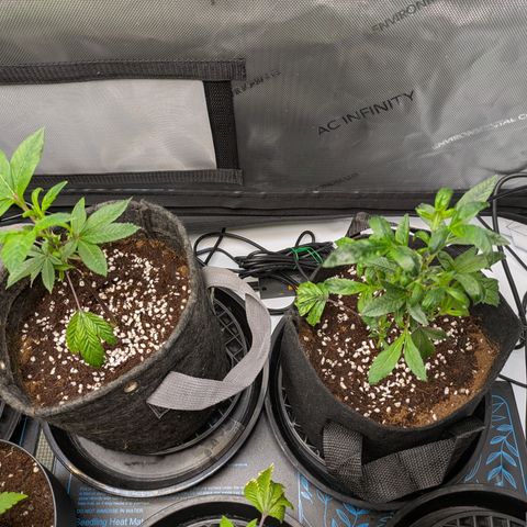 Fortune Cookie X Do-si-do #6 growlog timeline photo