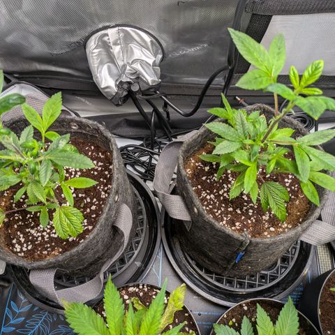 Fortune Cookie X Do-si-do #6 growlog timeline photo