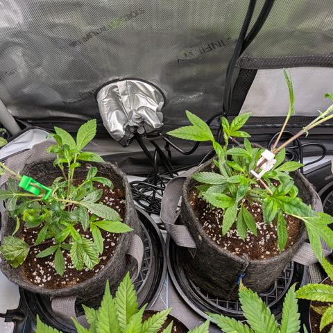 Fortune Cookie X Do-si-do #6 growlog timeline photo