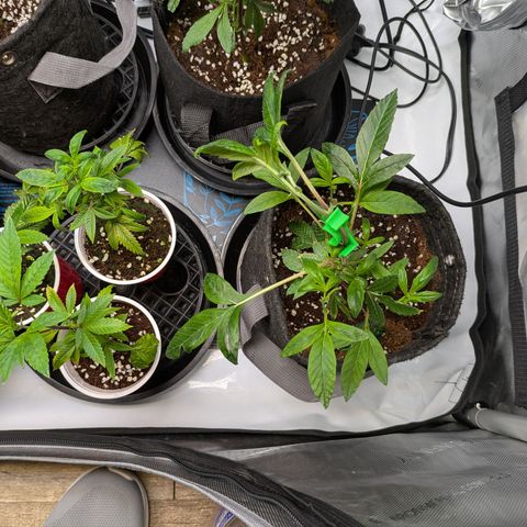 Fortune Cookie X Do-si-do #6 growlog timeline photo
