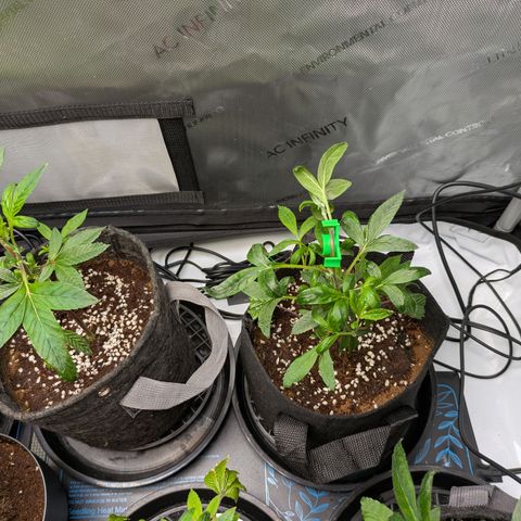Fortune Cookie X Do-si-do #6 growlog timeline photo