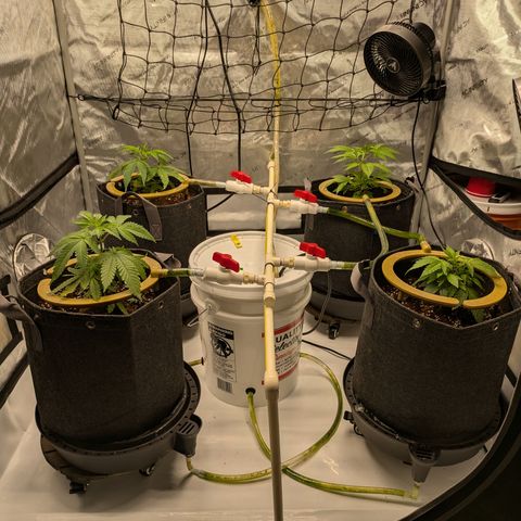 Hella Jelly #1 growlog timeline photo
