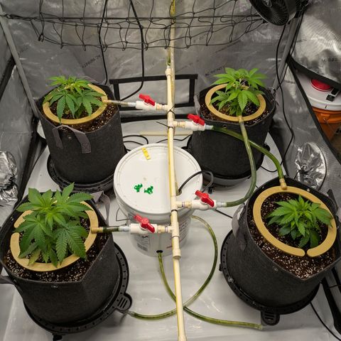 Hella Jelly #1 growlog timeline photo