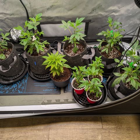 Fortune Cookie X Do-si-do #6 growlog timeline photo