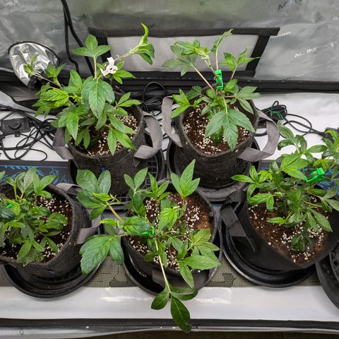 Fortune Cookie X Do-si-do #6 growlog timeline photo