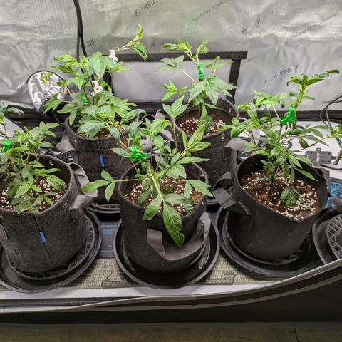 Fortune Cookie X Do-si-do #6 growlog timeline photo