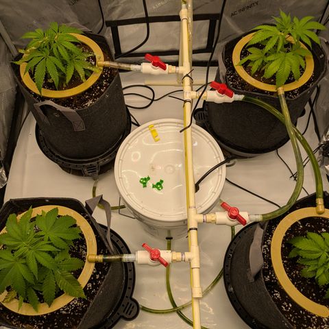 Hella Jelly #1 growlog timeline photo