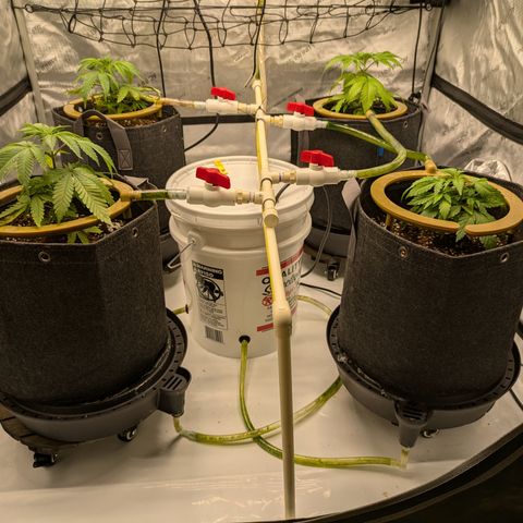 Hella Jelly #1 growlog timeline photo