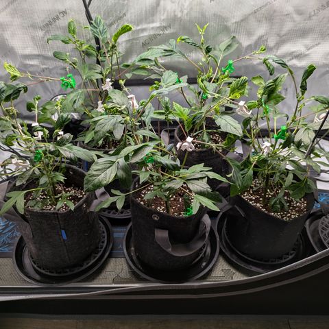 Fortune Cookie X Do-si-do #6 growlog timeline photo