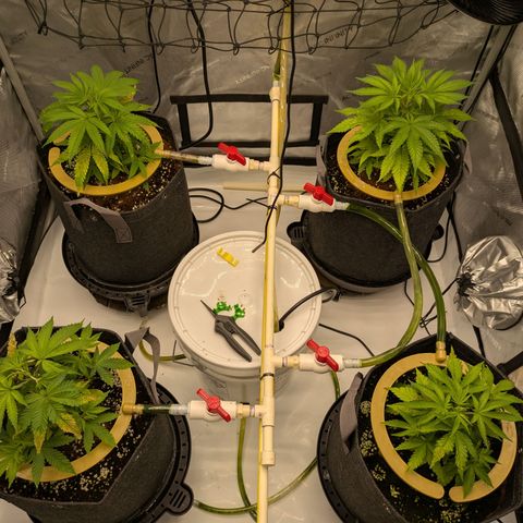 Hella Jelly #1 growlog timeline photo