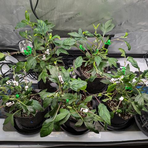 Fortune Cookie X Do-si-do #6 growlog timeline photo