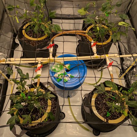 Fortune Cookie X Do-si-do #6 growlog timeline photo