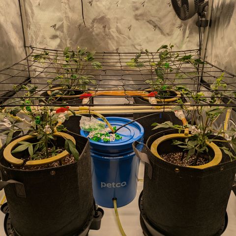 Fortune Cookie X Do-si-do #6 growlog timeline photo