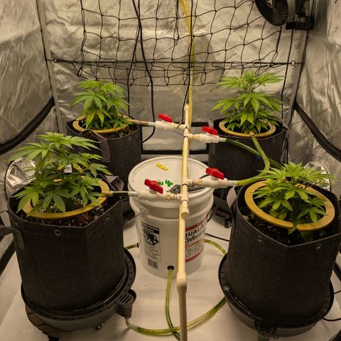 Hella Jelly #1 growlog timeline photo