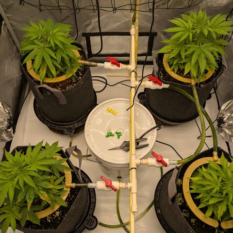 Hella Jelly #1 growlog timeline photo