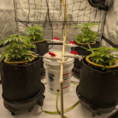 Hella Jelly #1 growlog timeline photo