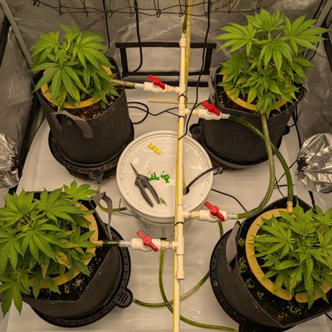Hella Jelly #1 growlog timeline photo