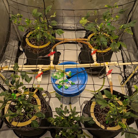 Fortune Cookie X Do-si-do #6 growlog timeline photo