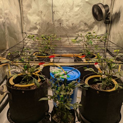 Fortune Cookie X Do-si-do #6 growlog timeline photo