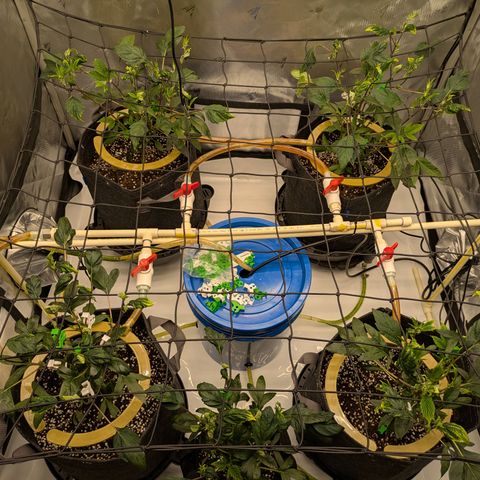 Fortune Cookie X Do-si-do #6 growlog timeline photo