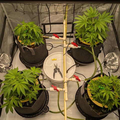 Hella Jelly #1 growlog timeline photo