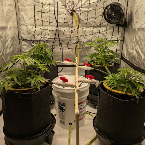 Hella Jelly #1 growlog timeline photo