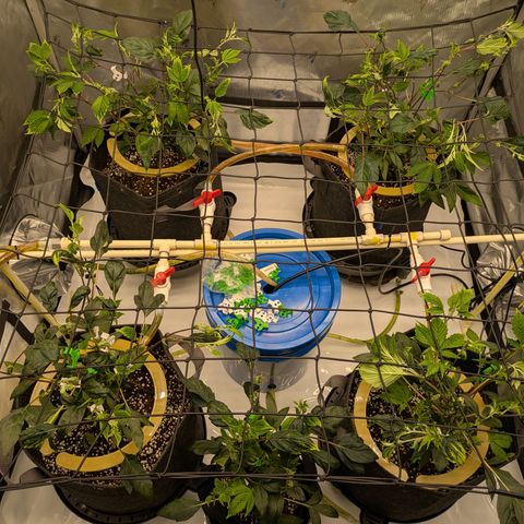 Fortune Cookie X Do-si-do #6 growlog timeline photo