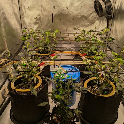 Fortune Cookie X Do-si-do #6 growlog timeline photo