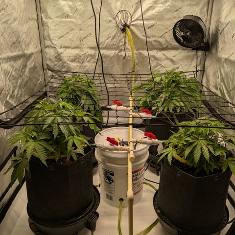 Hella Jelly #1 growlog timeline photo