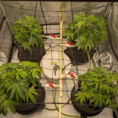 Hella Jelly #1 growlog timeline photo