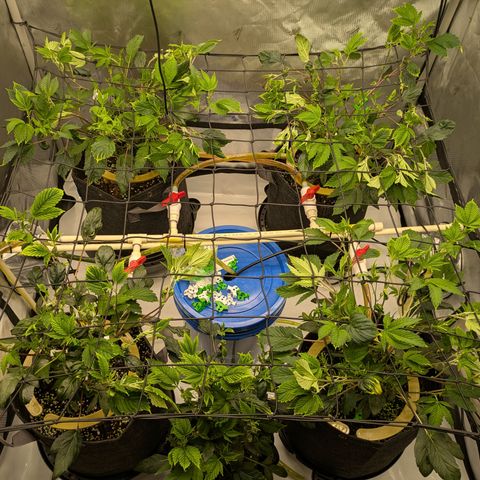 Fortune Cookie X Do-si-do #6 growlog timeline photo