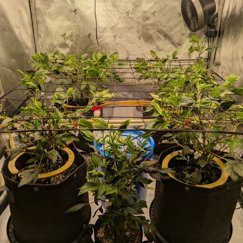Fortune Cookie X Do-si-do #6 growlog timeline photo