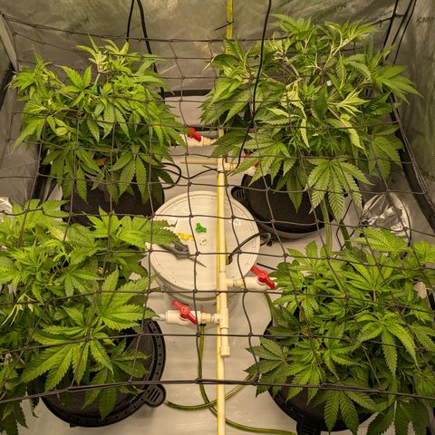 Hella Jelly #1 growlog timeline photo