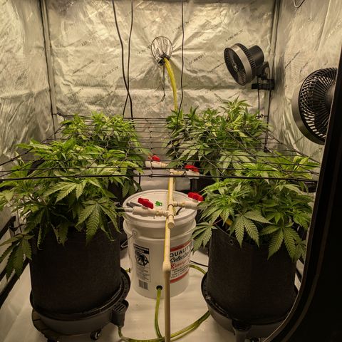 Hella Jelly #1 growlog timeline photo