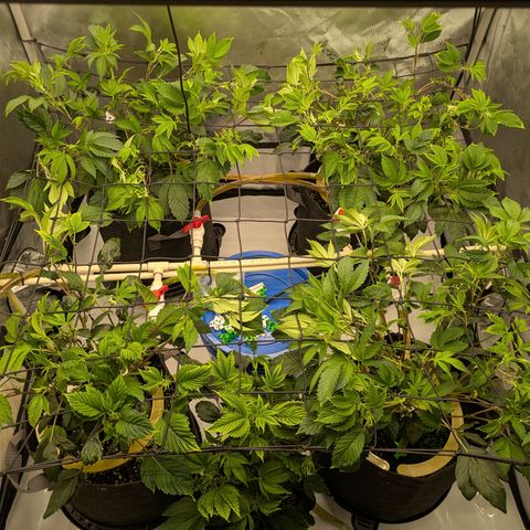 Fortune Cookie X Do-si-do #6 growlog timeline photo