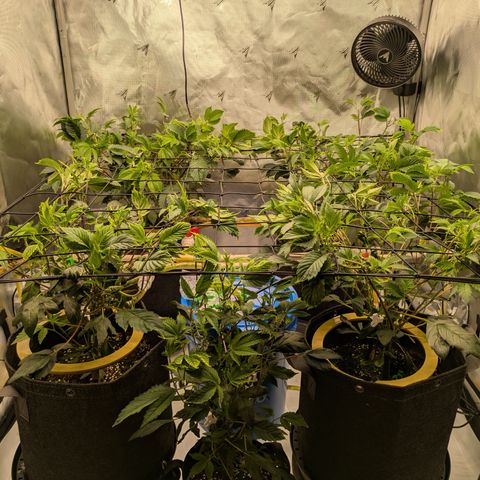 Fortune Cookie X Do-si-do #6 growlog timeline photo