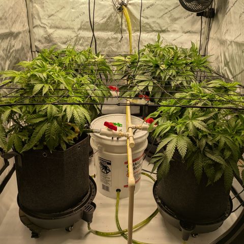 Hella Jelly #1 growlog timeline photo